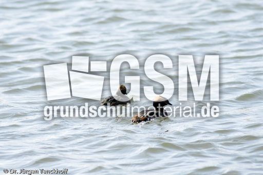 Ohrentaucher (8 von 10).jpg